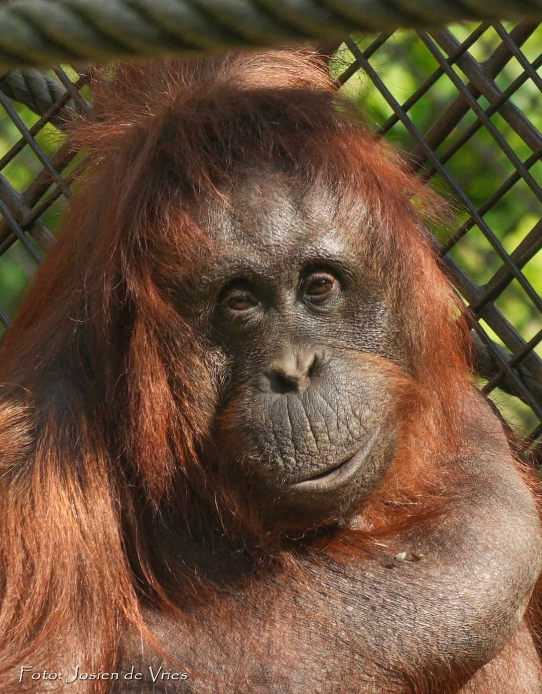 Astrid the Orangutan