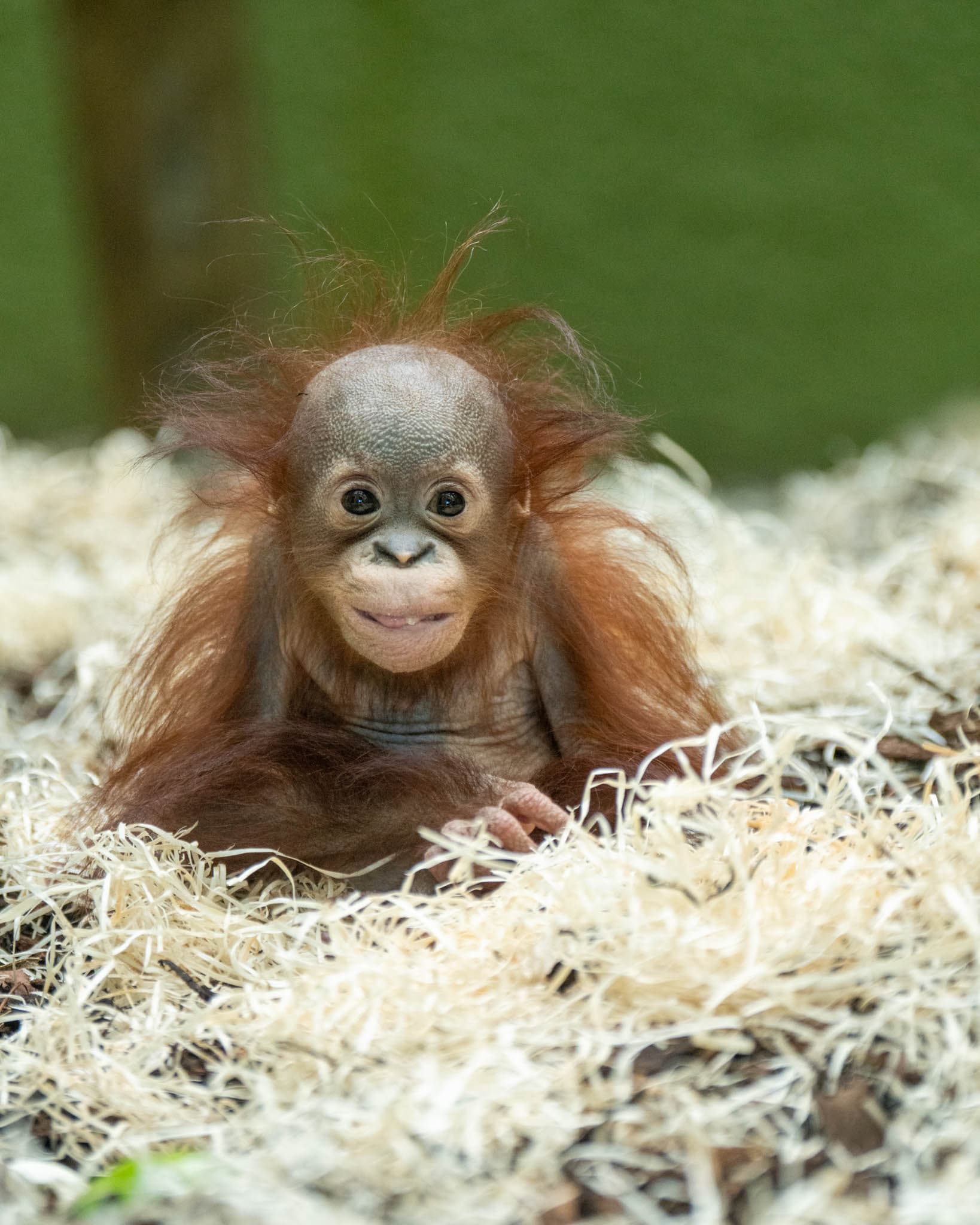 Jarang the baby Orangutan