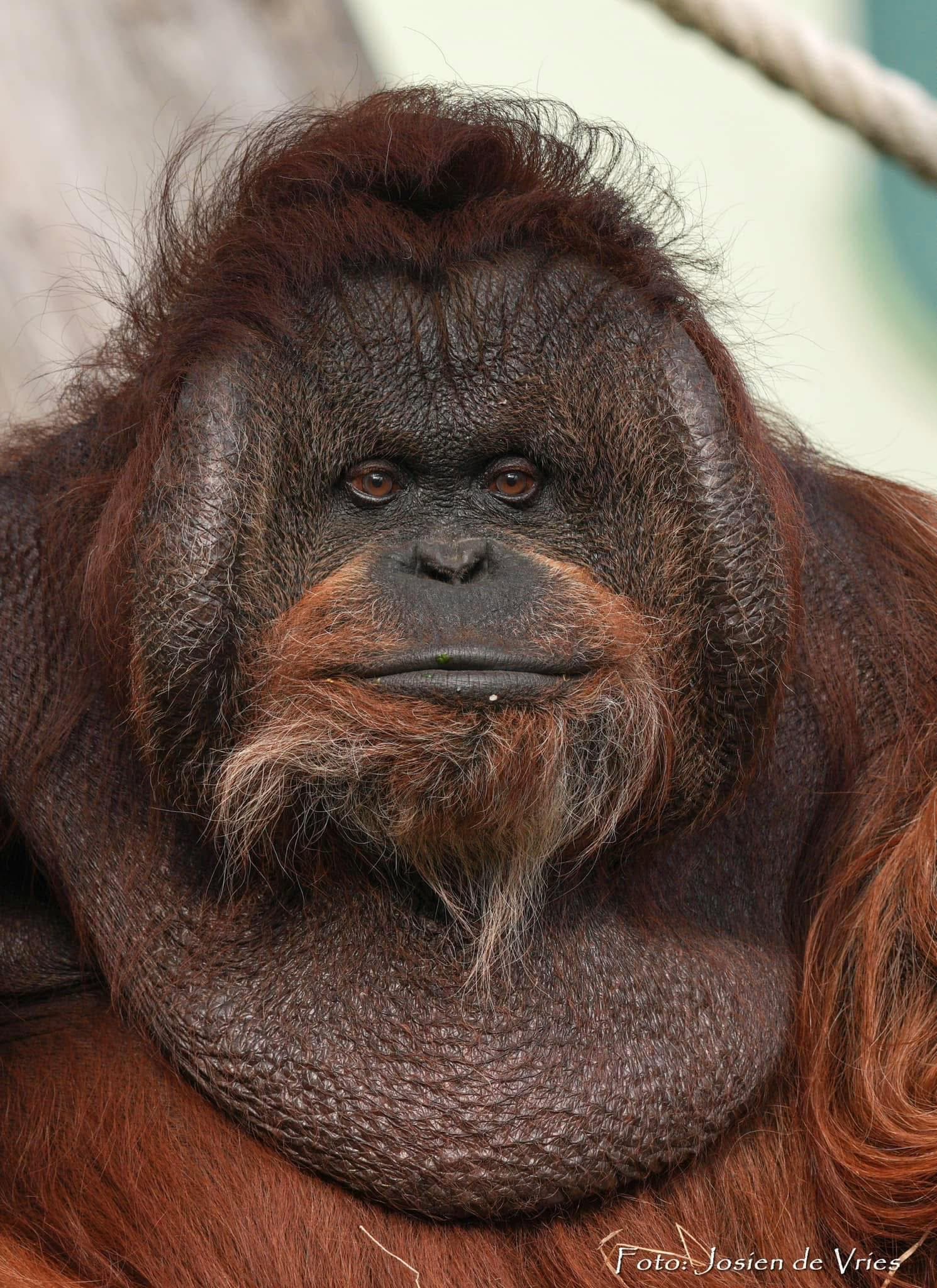 Kevin the Orangutan